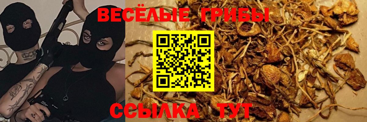 Красногорск  Галлюциногенные грибы Magic Shrooms  Вход с VPN  Галлюциногенные грибы Cubensis 